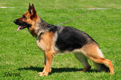 Mystique Sherak - 3 roky