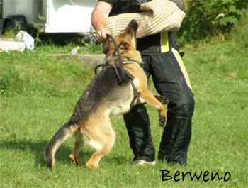 Berenique Sherak - 4,5 roku