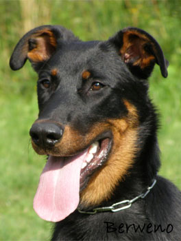 Herodes l'Amouraudi�re - 7 m�s�c�