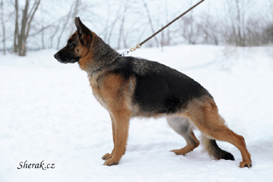 Heriett Ornis Bohemia