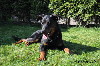 Herodes de l'Amouraud�re - 2 roky