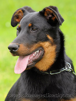 Herodes de l'Amouraud�re - 4 m�s�ce