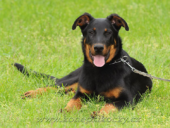 Herodes de l'Amouraud�re - 4 m�s�ce