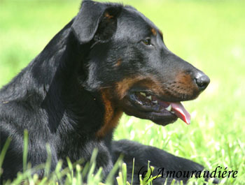 Cyra de l'Ecrin des Hauts de France
