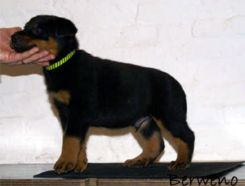 Herodes de l'Amouraudiere v 5 t�dnech