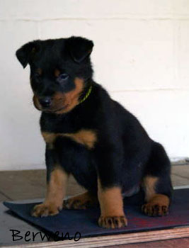 Herodes de l'Amouraudiere v 5 t�dnech