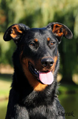 Herodes de l'Amouraud�re - 9 m�s�c�