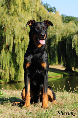 Herodes de l'Amouraud�re - 9 m�s�c�