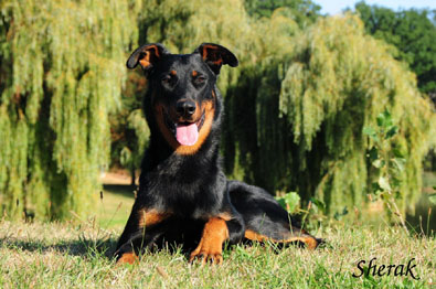 Herodes de l'Amouraud�re - 9 m�s�c�