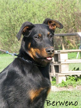 Herodes de l'Amouraudiere - 3 m�s�ce