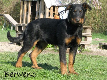 Herodes de l'Amouraudiere - 3 m�s�ce