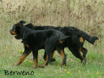 Rody a Roi