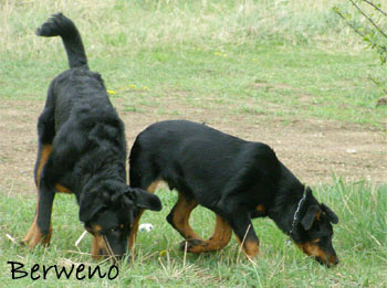 Rody a Roi