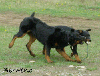 Rody a Roi