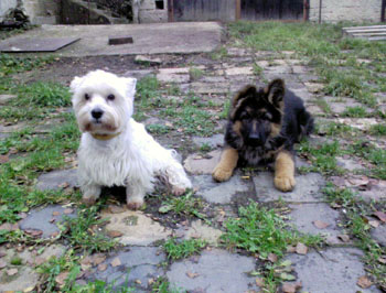 Memo Sherak ve 3 mscch