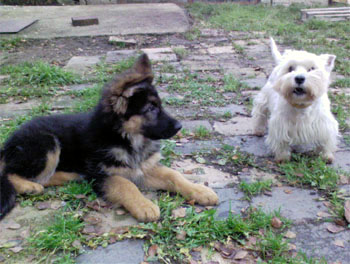 Memo Sherak ve 3 mscch