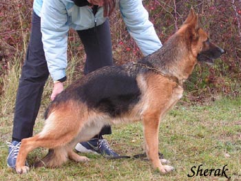 Alieson Bohemia Acro