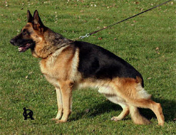 Lesko Sherak
