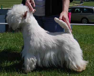 Wild Spirit of Blataj