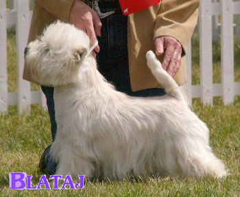 Ruffus Blataj