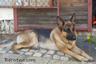 Ulsam Sherak - 4 roky
