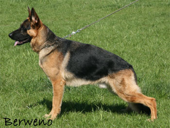 Ursus Sherak
