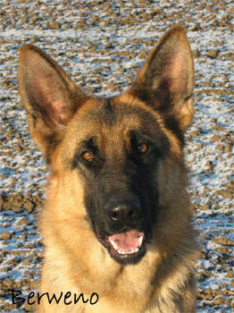 Uniqua Sherak 11 m�s�c�