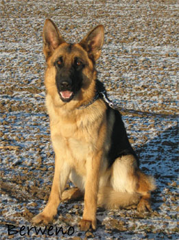 Uniqua Sherak 11 m�s�c�